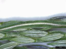 Image result for Digitaria ciliaris