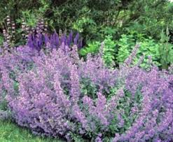 In the garden, it offers the most value as a culinary herb or as a repellant for certain insects, including mosquitoes , aphids and squash bugs. Catnip And Catmint Fairfax Gardening