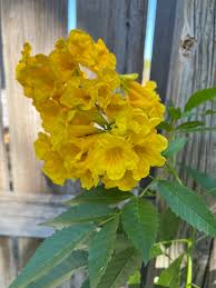 Image result for Tecoma stans