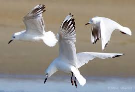 Image result for black billed gull