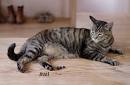Tabby Cat Facts, Origin, Behavior and Characteristics ...