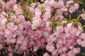 Check spelling or type a new query. Pink Double Flowering Almond Prunus Glandulosa Rosea Plena