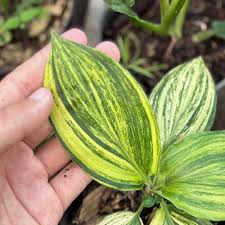 Image result for Palisota ambigua