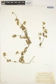 Image result for Monanthotaxis orophila