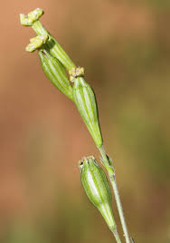 Image result for Silene burchellii