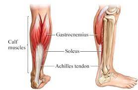 Gastrocnemius muscle attachments actions innervation from www.getbodysmart.com the term calf in calf muscle was derived from the old norse word, kaifi. The Lower Leg The Calf And The Shin