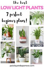 7 Amazing Low Light Indoor Plants Paisley Sparrow In 2020 Indoor Plants Low Light Low Light Plants Plants
