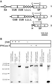 For medical, surgical and related applications of several proteases, see proteases (medical and related uses). Cellular Localization Of Membrane Type Serine Protease 1 And Identification Of Protease Activated Receptor 2 And Single Chain Urokinase Type Plasminogen Activator As Substrates Journal Of Biological Chemistry