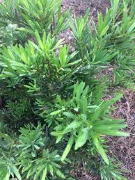 Image result for Podocarpus latifolius