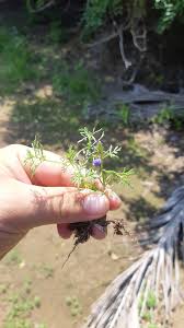 Image result for Bacopa hamiltoniana