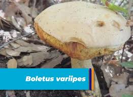 Image result for Boletus variipes