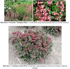 Image result for Campylospermum hiernii