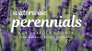 Maybe you would like to learn more about one of these? Waterwise Perennials For Lubbock County