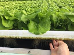 Plastic Panels Solution For Floating Hydroponic Systems