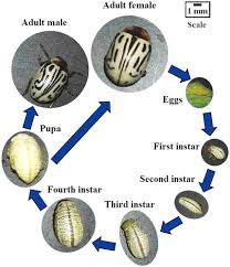 Image result for Zygotritonia