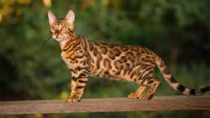 Kunjungi www.99.co/id dan temukan hunian impianmu. Kucing Bengal Harga Cara Merawat Jenis Makanan