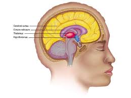 brain ultimate guide to the brain for ap psychology