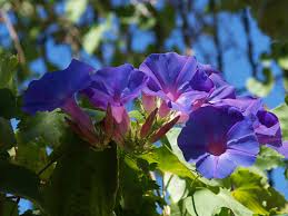 Image result for Ipomoea violacea