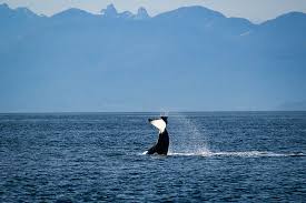 Black and white whale word craze answers and solutions. Black And White Whale Shark On Sea Hd Wallpaper Peakpx