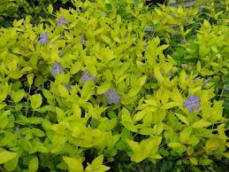 Vinca Minor 24 Carat Yellow Foliage Vinca Plants Perennials Herbs