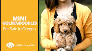 Goldendoodle puppies adorable f1bb goldendoodle puppies. Mini Goldendoodles For Sale In Oregon Hello Cavoodle