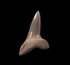 Image result for Isurus oxyrinchus