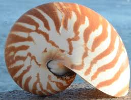 The nautilus shell displays the sacred geometry of the golden mean as well as the… teal n clear baroque glass with 5 in cut pearl nautilus shell. Large Shells From Dorset Gifts In The Uk Including Polished Shells Nautilus Sea Shells Shell Ornaments Large Seashells Seashells For Collections Buy Large Seashells Nautilus Shell Shells For Display Giant Shells