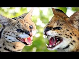 Savannah cat is a domestic hybrid cat breed. Savannah Cat Vs Serval Understanding The Differences Youtube