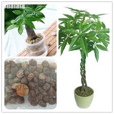In the wild or when grown outdoors, they are. 1 Piece Mini Pachira Macrocarpa Seeds Make Money Tree Bonsai Pot Indoor Plant Other Seeds Bulbs Home Garden