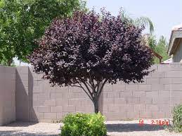 Google Image Result For Http 4 Bp Blogspot Com Jtx Hol4zuk Tz4oznk9uui Aaaaaaaabma Bmxkqcsgjre S1600 Purple Purple Plum Tree Purple Leaf Plum Tree Plum Tree