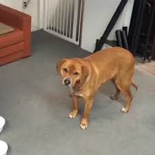 Dog S Tail Is An Extremely Versatile Communicator 11 Gifs Izismile Com Pixilart, free online drawing editor and social platform for all ages. dog s tail is an extremely versatile