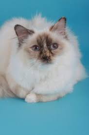Chocolate Tortie Poi Chocolate Tortie Point Chat Birmanie