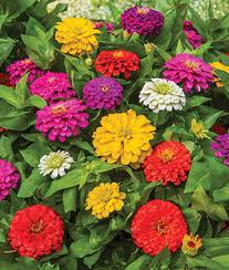 Drag and drop file or browse. Annual Flowers Seeds Plants Buy Grow Flowers Bulbs Burpee Com