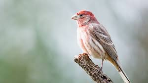 Check spelling or type a new query. The Basics Of Feeding Backyard Birds Mulhall S