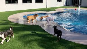 Our team strives for pets and their owners to have a positive experience on every visit to paradise pet resort & spa. Pet Paradise A Pawfect Getaway For Four Legged Friends Wfla
