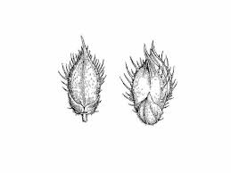 Image result for Echinochloa frumentacea