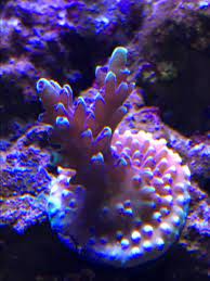 Sps Too Much Light Or No Reef2reef Saltwater And Reef Aquarium Forum
