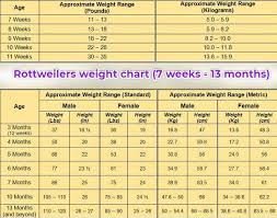 Rottweiler Growth Stages And Puppy Development Chart