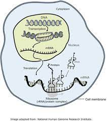 Gene Expression And Regulation University Of Leicester