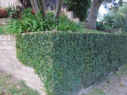 Beware of the root system on this monster! Ficus Pumila Andreasens Green Wholesale Nurseries