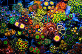 Zoas Palys A Kaleidoscope Of Color Reef2reef Saltwater