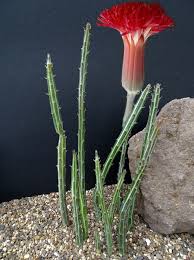 Image result for Senecio sp.no.4