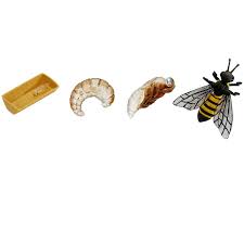 Safari Ltd Life Cycle Of A Honey Bee In 2020 Bee Life Cycle Honey Bee Life Cycle Life Cycles