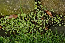 Image result for Hydrocotyle sibthorpioides