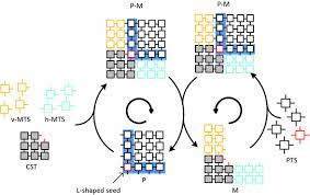 Dynamics Of Self Replicating Dna Tile Patterns Springerlink