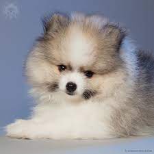 We ever see some websites which sold the pomeranian dogs, it show some descriptions about the pomeranian dogs such as the price, sex, age, breeder or owner. Photos Of Two Months Old Pomeranian Puppies Art Of Andreas Avester