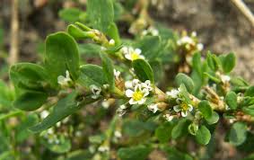 Image result for Polygonum aviculare