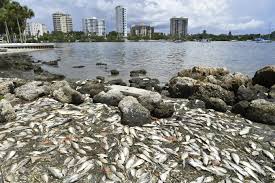 A Year Later Red Tide Bloom Persists News Sarasota