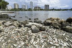 a year later red tide bloom persists news sarasota