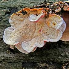 Image result for Merulius incarnatus